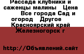 Рассада клубники и саженцы малины › Цена ­ 10 - Все города Сад и огород » Другое   . Красноярский край,Железногорск г.